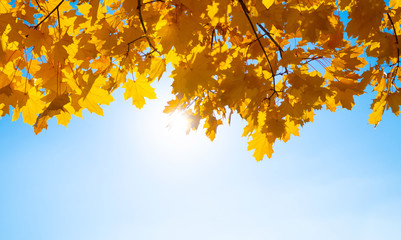 Colorful autumn background with maple leaves and blue sky