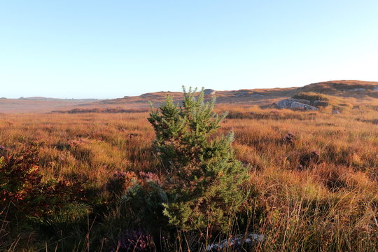 Open landscape from the bogs of Connemara, Galway, Ireland with gorgeous autumn colours to the grass