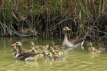parent greylag geese, anser anser, out with their young goslings on a lake