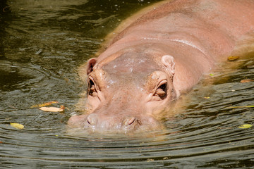 Hippopotamus (Hippopotamus Amphibius) bathing in waterhole
