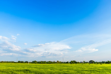 Beautiful green cornfield with land air atmosphere bright blue sky background abstract clear texture.