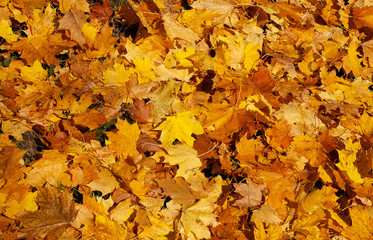 Colorful autumn background with fallen maple leaves