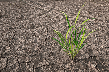 Clump of green grass wild on Brown drought dry soil or cracked ground texture with from agriculture barren on orange sunset sky background,Global warming