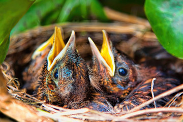 Blackbird chicks in a nest