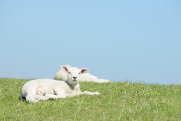 white lamb lying on pasture and looking