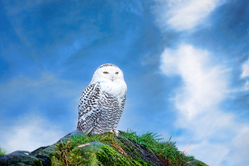 Snowy owl and sky