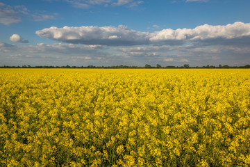 Obraz premium Yellow rapeseed fields and blue sky at sunny spring day