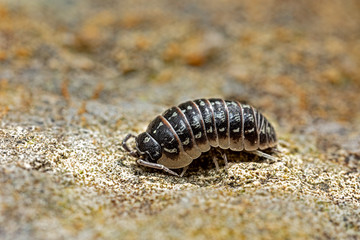 isopod woodlouse in the garden