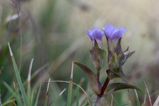 Field Gentian, Felwort in bloom in a dreamy environment