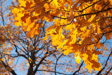 Naklejka na ściany i meble Colorful autumn background with oak leaves and blue sky