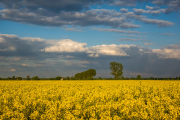 Fototapeta na wymiar Yellow rapeseed fields and blue sky at sunny spring day