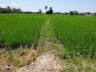 Rice plantations in Chiang Mai, Thailand