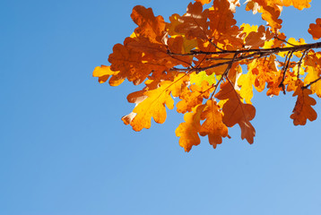 Colorful autumn background with oak leaves and blue sky