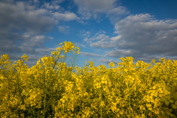 Yellow rapeseed fields and blue sky at sunny spring day