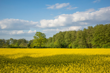 Obraz premium Yellow rapeseed fields and blue sky at sunny spring day