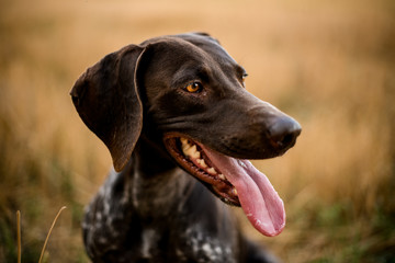 Happy brown dog sitting on the dry grass sticking tongue out and looking at the side in the field