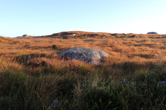 Typical bog landscape from Connemara, Ireland with autumn colours and rusty grasses 