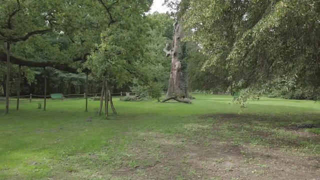 Lech Oak Steady Cam