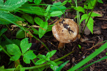 wet brown mushroom in the forest after rain