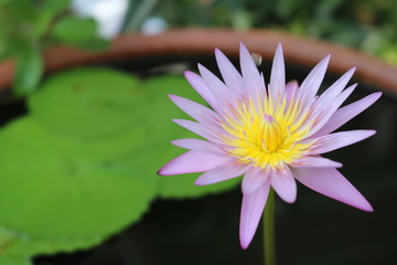 Beautiful flower bloom.