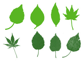 Set of Green Leaves on an Isolated White Background