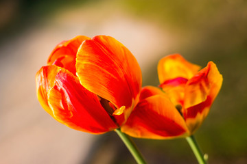 beautiful red orange tulip macro