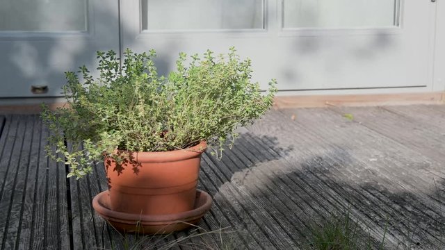 Thymian Pflanze drau&szlig;en, in einem Tontopf auf einem Holzboden einer Terasse . Die Sonne wirft Schatten, der Wind bewegt die Zweige und Bl&auml;tter