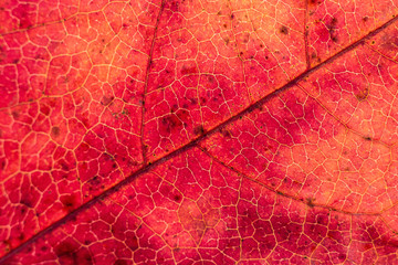 Naklejka na ściany i meble red leaf macro abstract background
