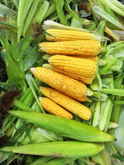 Beautiful ripe corn, the harvest. The view from the top. Diet. The use of forage crops