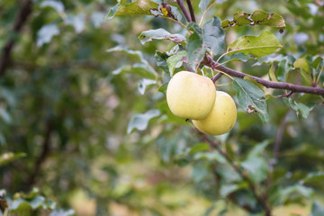 Apple garden in the harvest season with ripe fresh apple fruits on the tree branch and green leaves. Natural organic agricultural background