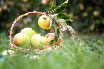Ripe fresh apple fruits in the basket on the apple garden blurred background, sunny harvest season