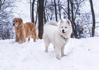 golden retriever and a husky samoyed on trees background,two dogs in the park on a white snow 