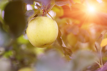 Apple garden in the harvest season with ripe fresh apple fruits on the tree branch and green leaves. Natural organic agricultural background