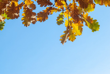 Colorful autumn background with oak leaves and blue sky