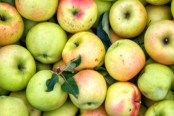 Ripe fresh apple fruits in nature, seasonal healthy and vitamin food, natural background