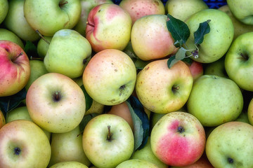 Ripe fresh apple fruits in nature, seasonal healthy and vitamin food, natural background