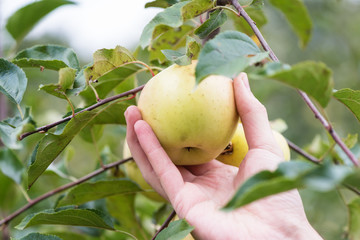 Men's hand picking a ripe apple fruit in the harvest season. Natural organic agricultural background