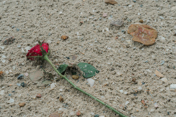 Wilted rose flowers on sands 