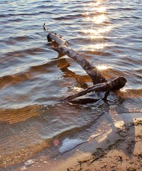 wood trunk basks in the evening sun