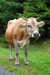 Naklejka na ściany i meble Cute brown cow near the forest