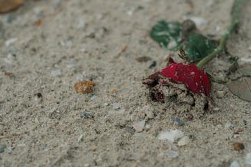 Wilted rose flowers on sands 