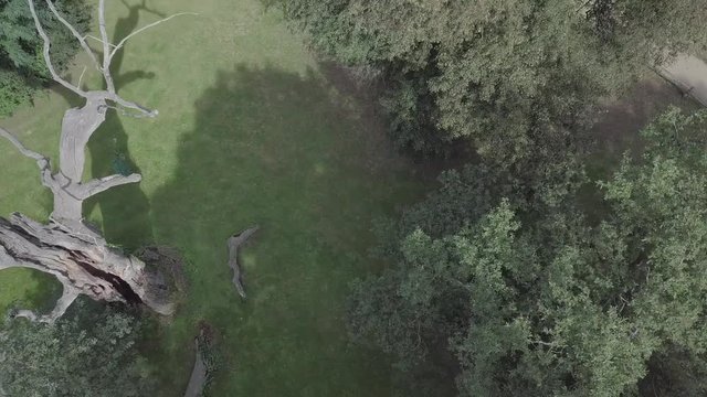 Czech Oak Rogalin