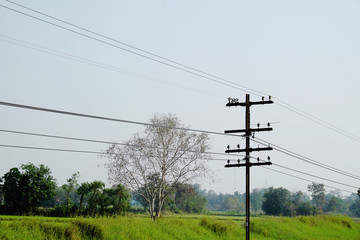 Tree view with electric pole