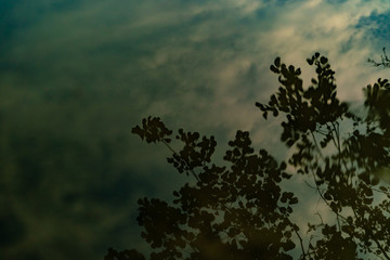 Water reflection of tree branches and sky