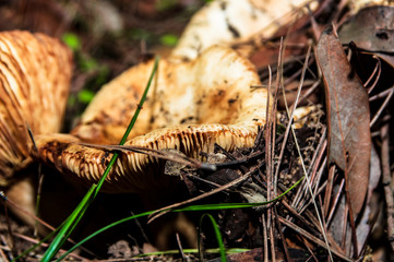 Mushrooms and undergrowth Macro close-up photo nature texture background rendering