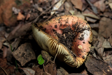 Mushrooms and undergrowth Macro close-up photo nature texture background rendering