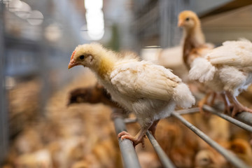 Kücken in der  Tierhaltung