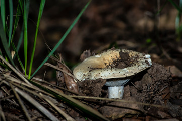 Mushrooms and undergrowth Macro close-up photo nature texture background rendering
