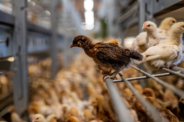 Küken in der  landwirtschaftlichen Tierhaltung