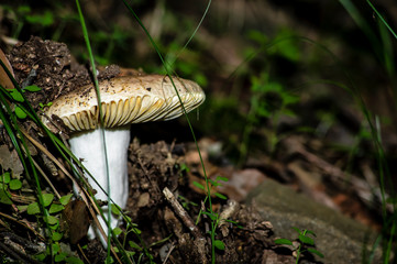 Mushrooms and undergrowth Macro close-up photo nature texture background rendering